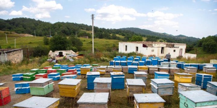 Kəlbəcərdən sonra Laçın yaylaqlarına da arıçılıq təsərrüfatı köçürülüb