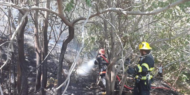 Bakının mərkəzində ağaclıq sahədəki yanğın söndürülüb