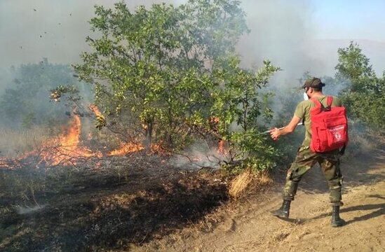 Meşə yanğınları ilə bağlı nazirlik əhaliyə çağırış etdi