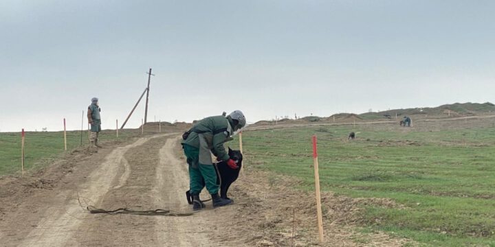 ABŞ-ın MLI İnstitutu Azərbaycana 10 minaaxtaran it göndərdi