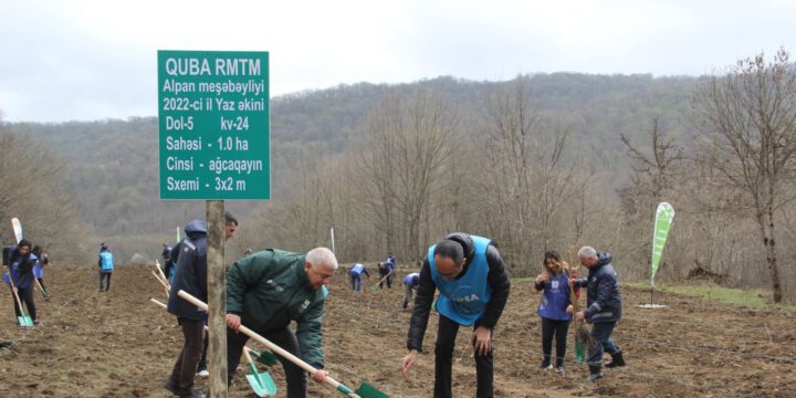 “Yaşıl Marafon” çərçivəsində Qubada meşəsalma aksiyası keçirilib