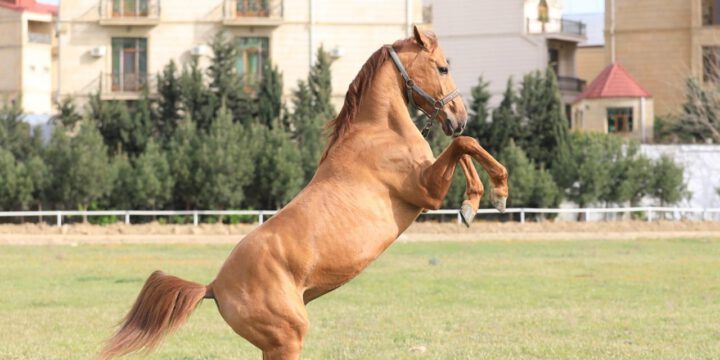 Bu gün ilk dəfə Qarabağ cins atları hərraca çıxarılır