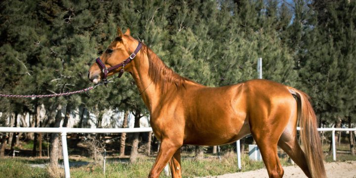 Azərbaycanda ilk dəfə Qarabağ atlarının auksion satışı həyata keçiriləcək