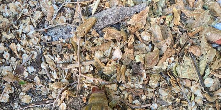 Sumqayıtda küçədən qumbara tapılıb