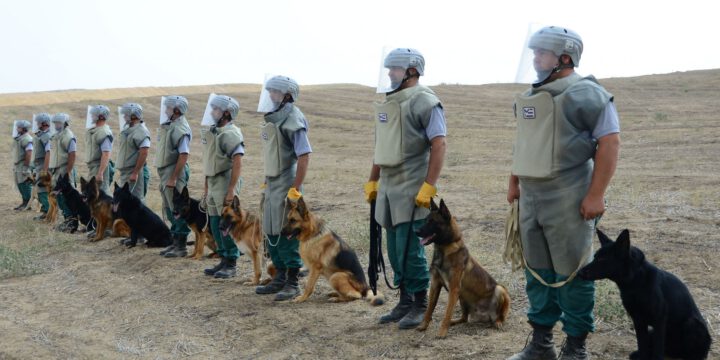 ANAMA Qarabağda fəaliyyət göstərən minaaxtaran itlərin sayını artırır