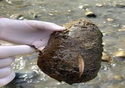 İşçi Qrup: Oxçuçayın ağır metallarla çirklənməsi il boyu müşahidə olunur