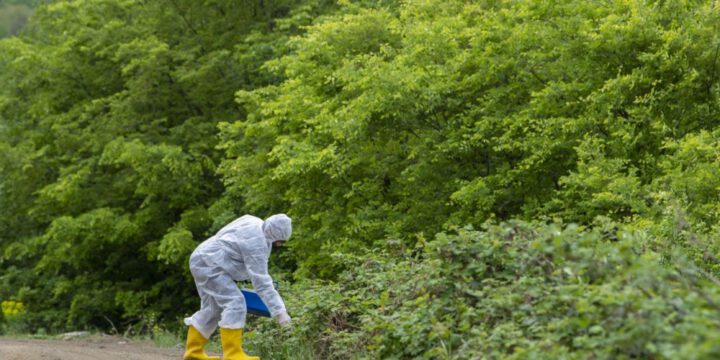 Quduzluğa qarşı peyvəndləmə: mütəxəssislər helikopterdən meşə zolağına 18 min doza aldadıcı yem səpəcəklər