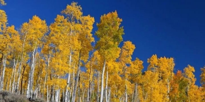 Dünyanın indiyədək qalan ən qədim ağacları