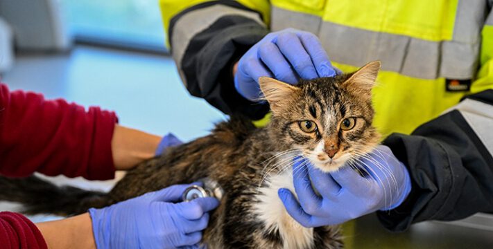 Türkiyədəki zəlzələdən xilas edilən ev heyvanları İzmirdə reabilitasiya edilir