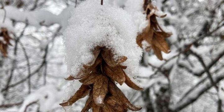 Sabah ölkə ərazisində hava yağıntılı olacaq, sulu qar, qar yağacaq