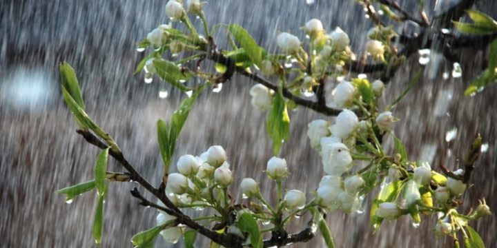 Sabah ölkənin bəzi yerlərində yağış yağacaq