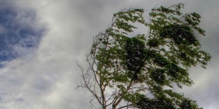 Xəbərdarlıq: paytaxtda şimal-qərb küləyi əsəcək, arabir güclənəcək