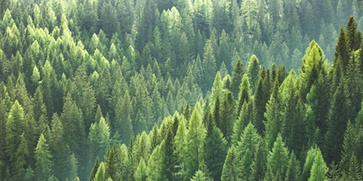 Alimlər: Qlobal istiləşmə ağacların vegetasiya dövrünü uzadıb