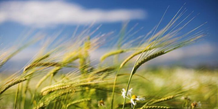 Bu gün Yel çərşənbəsidir