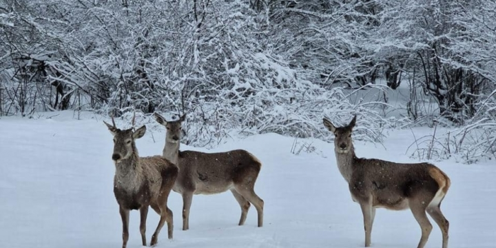 Ümumdünya Vəhşi Təbiət Günü ərəfəsində BMT Planetin biomüxtəlifliyini qorumağa çağırıb
