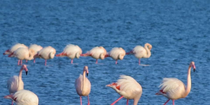 Bu gün Ümumdünya Vəhşi Təbiət Günüdür