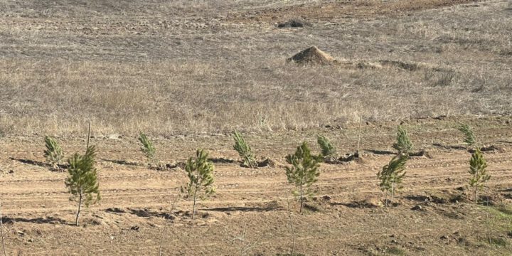 BMT nümayəndələri Ulu Öndərin 100 illiyinə xatirə olaraq Ağdamda ağac əkiblər