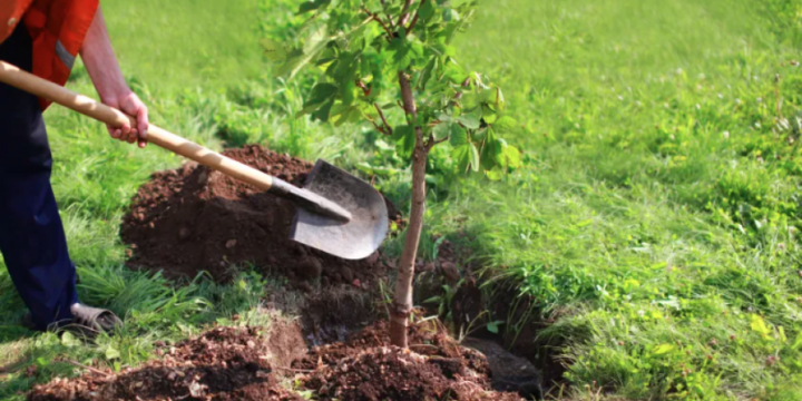 Bu il Qarabağ və Şərqi Zəngəzurda 100 hektara yaxın ərazidə meşəbərpa işləri aparılacaq