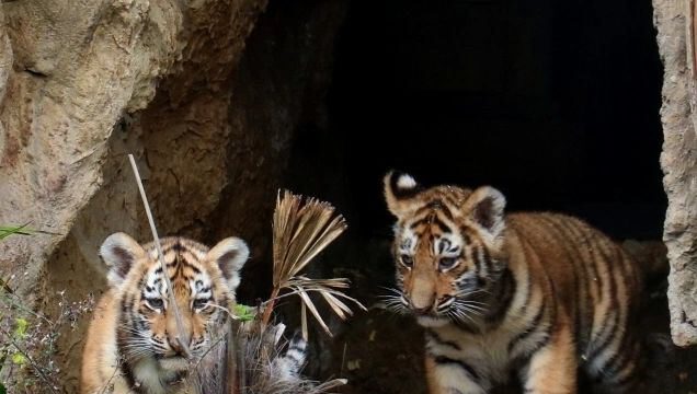 Bakı Zooloji Parkında pələng balaları dünyaya gəlib