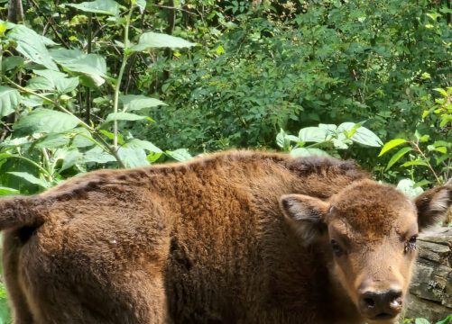 Three bison calves born in Shahdag National Park