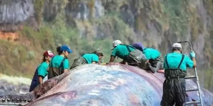 Ölü balinanın mədəsində 500 min avro dəyərində “üzən qızıl” tapılıb
