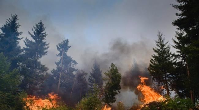 Yunanıstanın Korfu adasında meşə yanğını baş verib