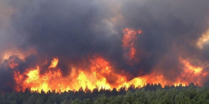 Casualties in Hawaii wildfires reach 93, toll may rise: Governor