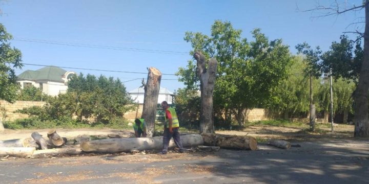 Avtomobil yollarında təhlükə törədən qurumuş budaq və ağacların kəsilməsi prosesinə başlanılıb