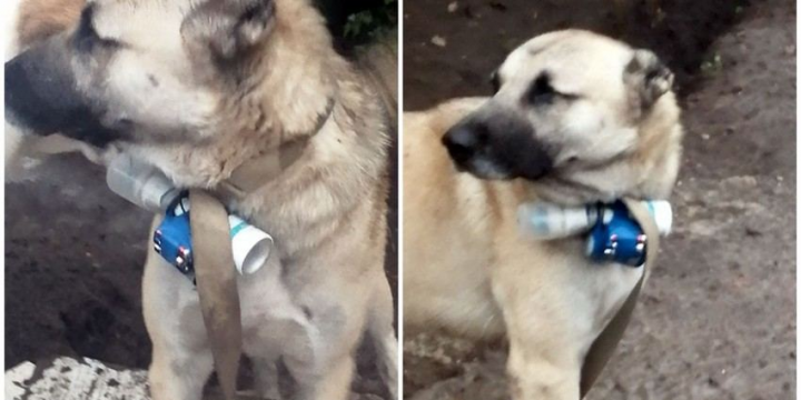 Qanunsuz erməni silahlı dəstələri itlərdən istifadə etməklə hərbi təxribatlarını davam etdirirlər – ATƏT-dəki daimi nümayəndə