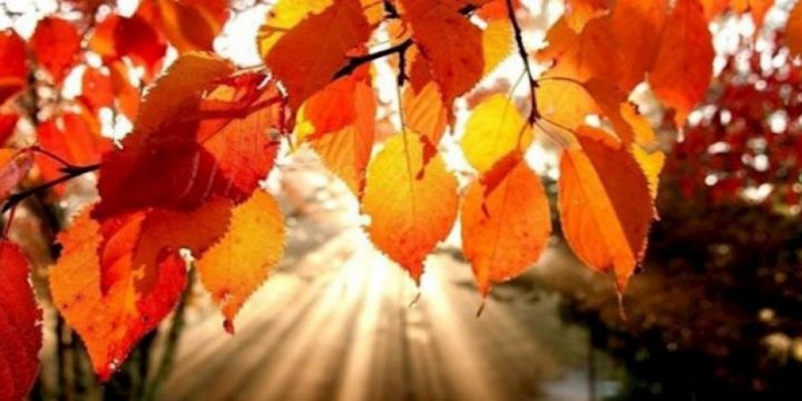 Ölkə ərazisində hava əsasən yağmursuz olacaq