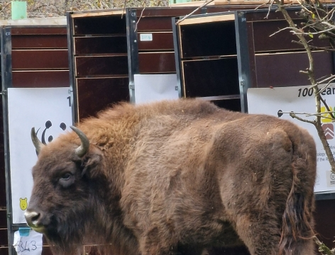 Azərbaycana daha 10 zubr gətirilib