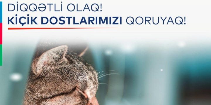 Yol polisindən pişiklərlə bağlı sürücülərə xəbərdarlıq