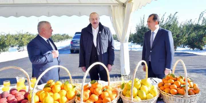 Prezident İlham Əliyev Lənkəran rayonunda “Lenk Frut” MMC-nin sitrus bağında yaradılan şəraitlə tanış olub
