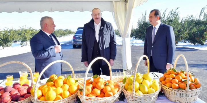 Familiarization with the conditions created in the citrus orchard owned by “Lenk Frut” LLC