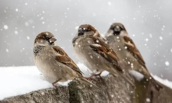 Faktiki hava: Ölkə ərazisində qarlı, şaxtalı hava şəraiti davam edir