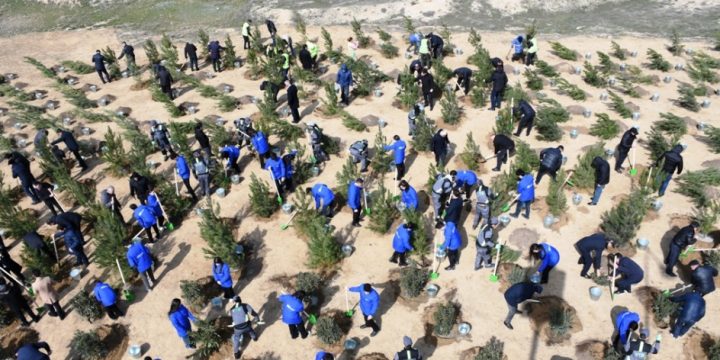 Bakıda növbəti ağacəkmə aksiyası təşkil olunub
