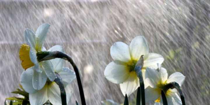 Azərbaycanın rayonlarının bəzi yerlərində gün ərzində fasilələrlə yağış yağacağı gözlənilir