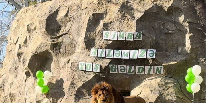 Bakı Zooloji Parkının yeni sakini “Simba” adaptasiya prosesini tamamlayıb