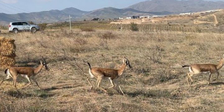 Cəbrayıl rayonu ərazisinə 7 baş ceyran buraxılıb