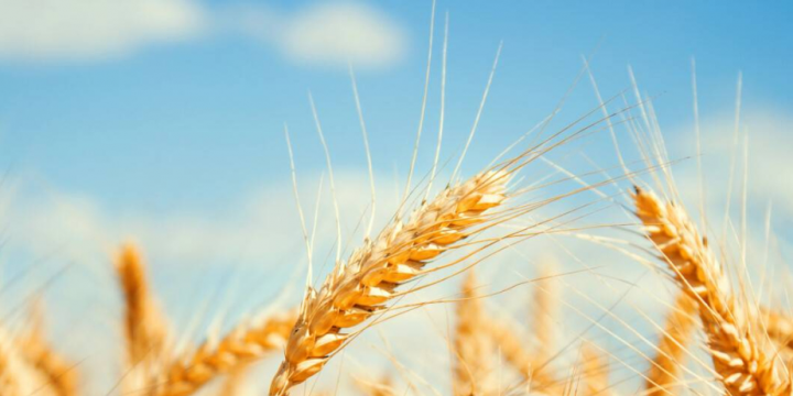 Kazakhstan increases grain supply to Azerbaijan