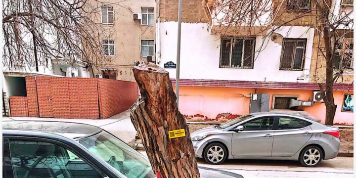 Nərimanovda ağacların kəsilməsi ilə bağlı rəsmi açıqlama