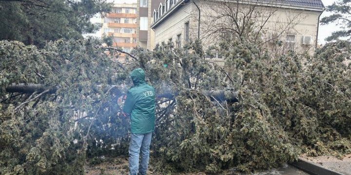 Bakıda ağac aşdı