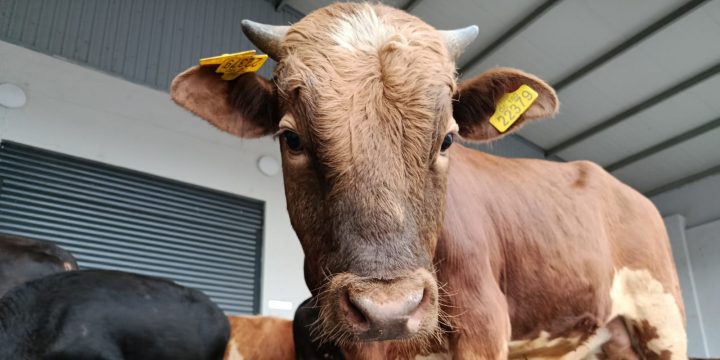 Gürcüstandan Azərbaycana gətirilən heyvanlarda xəstəlik tapıldı
